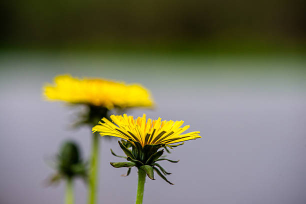 A close-up image of a yellow dandelion.