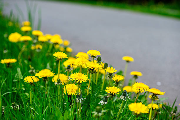 istock Macro Details of Dandelion Blossoms 2212550701