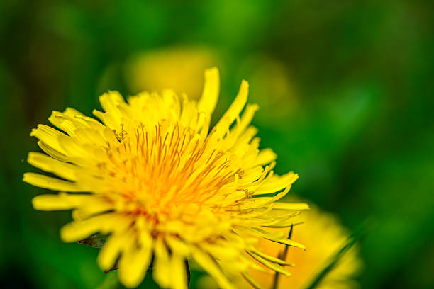 Close-up view of delicate dandelion flowers highlighting fine structures.