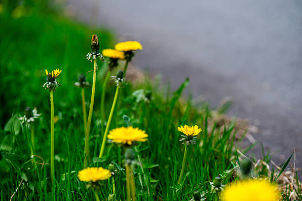 istock Macro Details of Dandelion Blossoms 2212551390