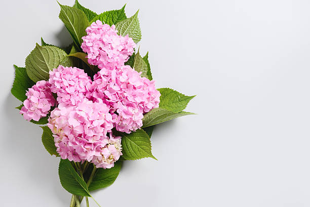 istock Pink hydrangea flower on grey. Greeting card. Minimal. 2212552554