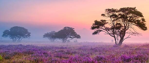 istock Blooming Heather Fields at Zuiderheide National Park During Dawn in the Netherlands 2212552915