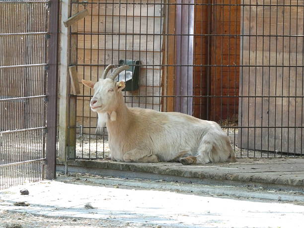 istock In the zoo or in the wild 2212554845