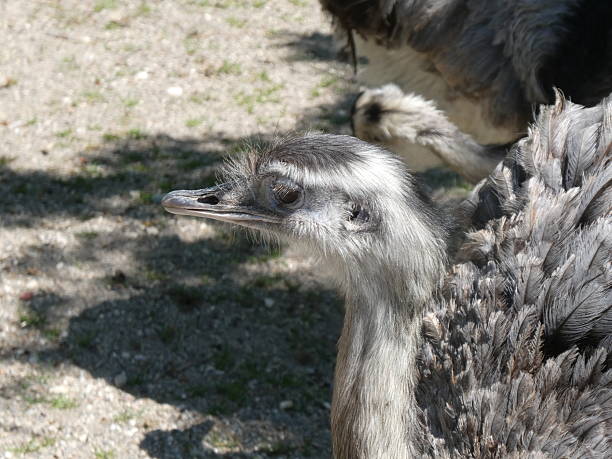 istock In the zoo or in the wild 2212555964
