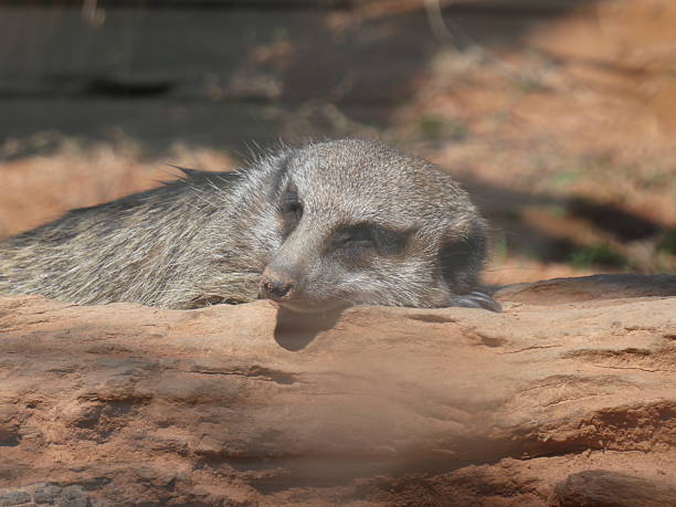 istock In the zoo or in the wild 2212555973