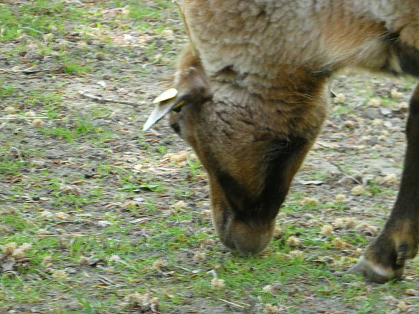 istock In the zoo or in the wild 2212556019