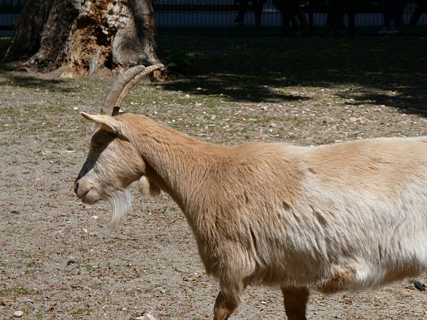istock In the zoo or in the wild 2212556022