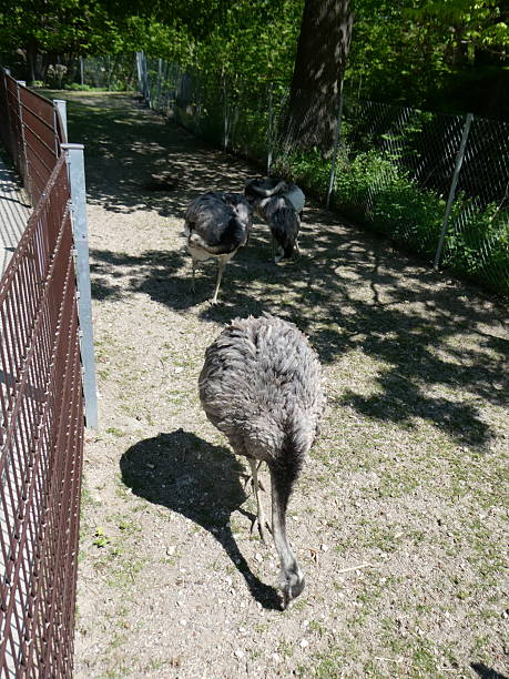 istock In the zoo or in the wild 2212556023