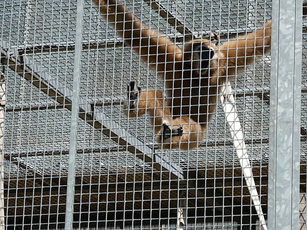 istock In the zoo or in the wild 2212556034