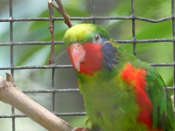 istock In the zoo or in the wild 2212558184