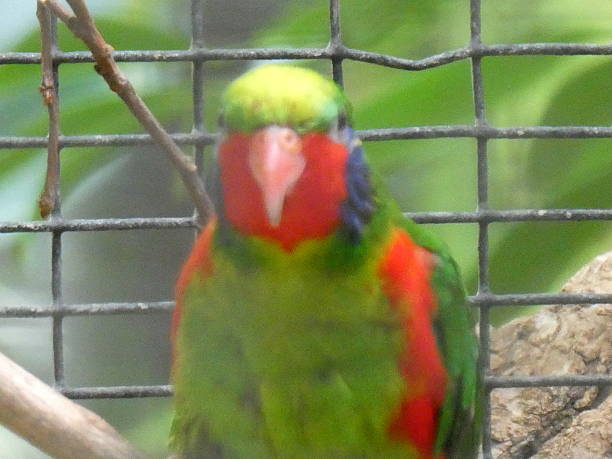 istock In the zoo or in the wild 2212558187
