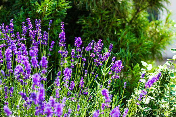 istock Purple lavender bushes close up 2212558515