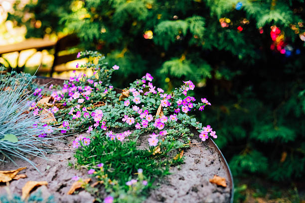 Pink and purple flowers grow on a rustic table surrounded by lush green plants creating a cheerful garden atmosphere during the day.