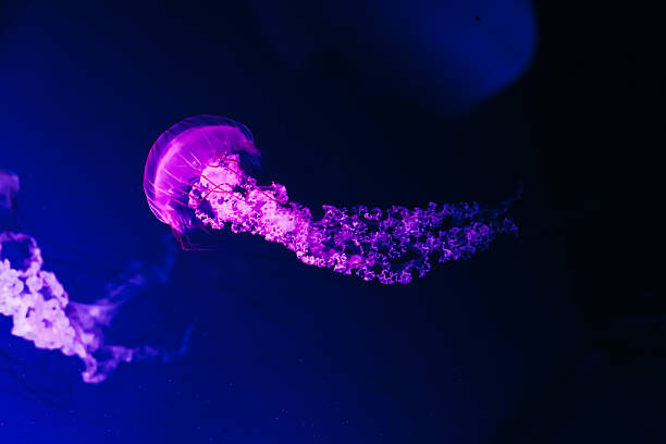 istock Jellyfish gliding gracefully in illuminated waters during an aquarium visit 2212558808