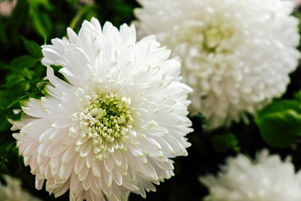 white aster buds in dew drops