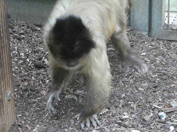 istock In the zoo or in the wild 2212559006