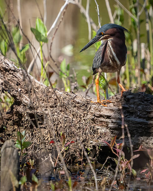 istock Green Heron bird looking for a meal 2212560529