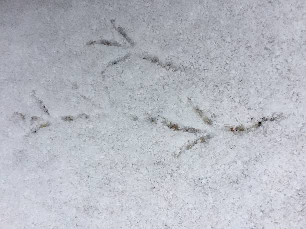 istock Traces in the snow 2212560584