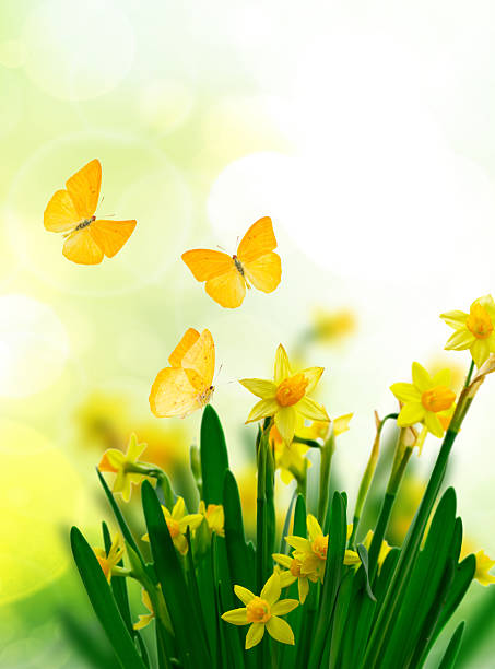 Yellow daffodil flowers over spring background with butterflies