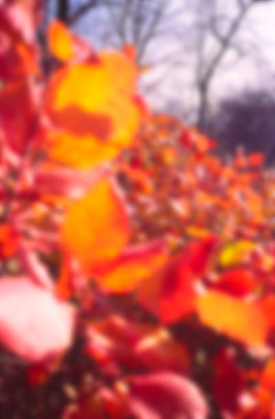 Red foliage in the autumn park, blurred background. For design.