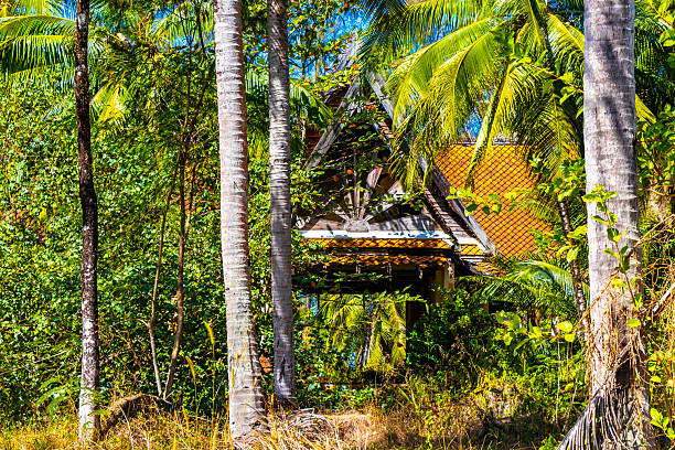 Tropical plants - jungle background - lush palm forest