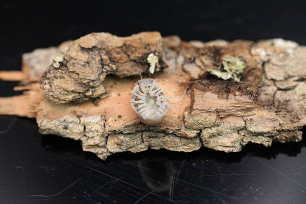 isopods woodlouse pill bugs cubaris sp white side pinguin