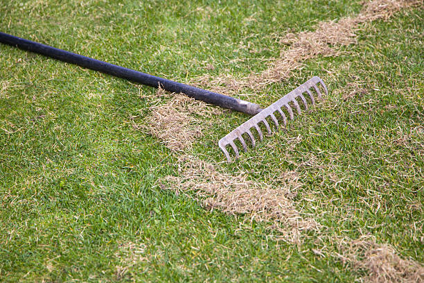 Tiraspol, Moldova - August 31, 2022: a tractor with a trailer mows the grass on the lawn of the city stadium. cutting and caring for the green grass of a natural lawn. beauty in nature. gardener's place of work