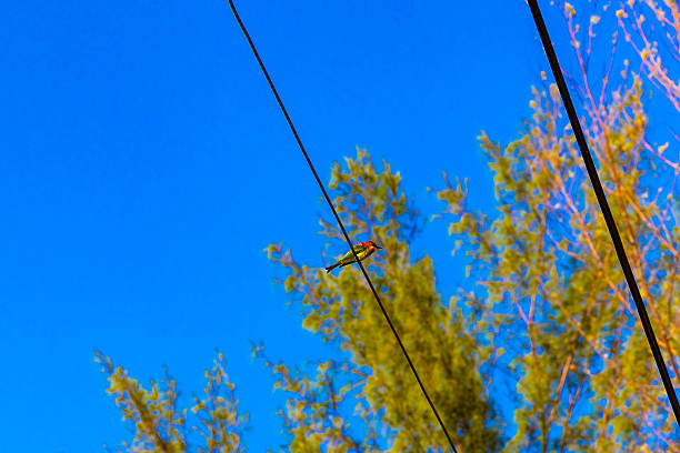Red green tropical bird on power cable with blue sky in Khao Lak Amphoe Takua Pa Phang Nga Thailand in Southeast Asia.