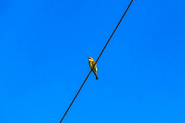 Red green tropical bird on power cable with blue sky in Khao Lak Amphoe Takua Pa Phang Nga Thailand in Southeast Asia.