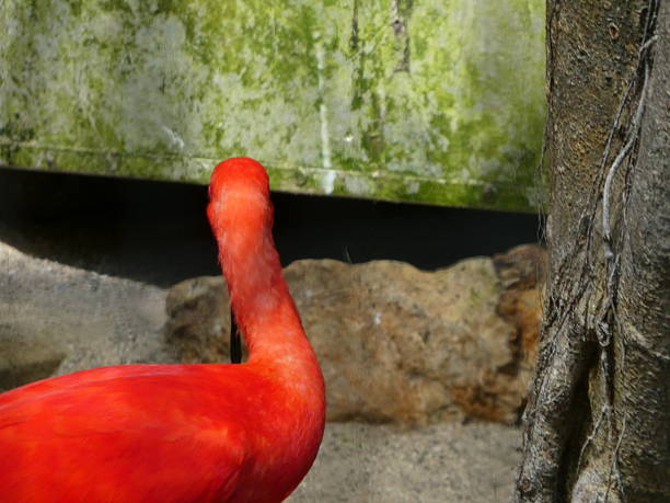 Orange flamingo head and neck