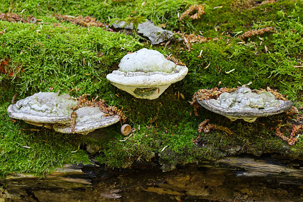 istock A close-up photograph shows three bracket fungi growing on a moss-covered fallen tree trunk. The fungi have a light grayish-white cap with an uneven, bumpy surface and a clearly visible lower porous part. 2212568713