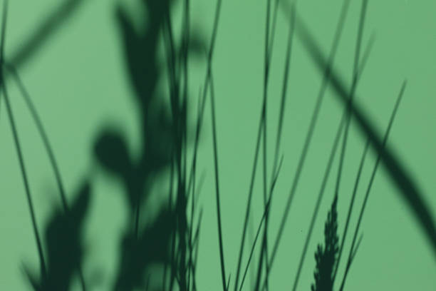Abstract image of shadows of grass and plants on a solid light green background. Clear contours of stems and leaves create a graphic pattern, the play of light and shadow adds volume and depth to the composition.