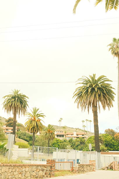 istock Palm trees and vacation spot 2212569561