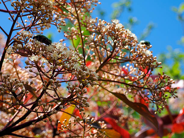Green Cetonia aurata viewed from profile flowering photinia bush on blue sky background