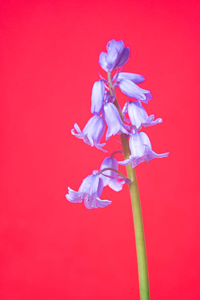Close-up of bluebells in Springtime, photographed against a bright red background.