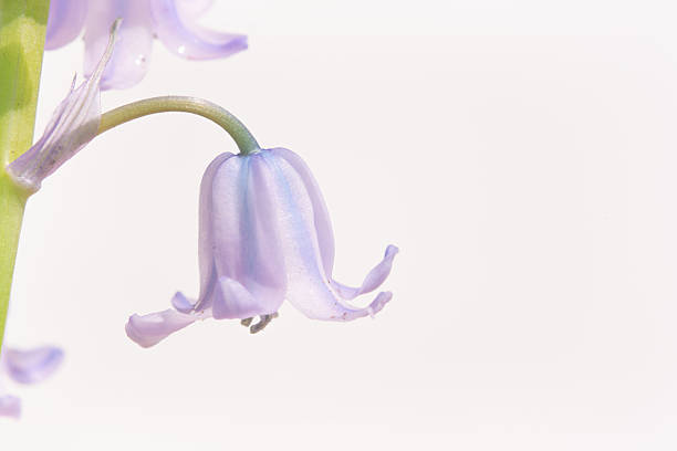 istock Bluebells In Close Up 2212571881