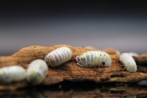 istock isopods woodlouse pill bugs armadillidium vulgare magic potion 2212575489