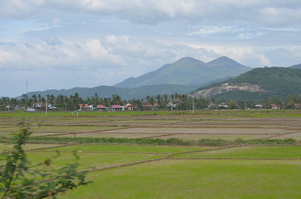 Urban countryside asian Vietnam mountains grass brown cows