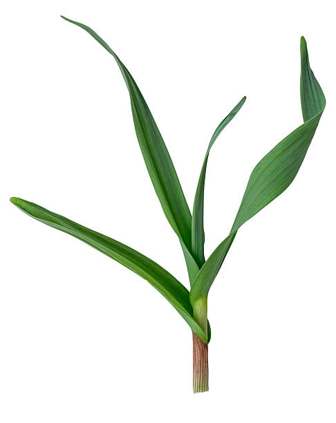 istock Garlic with leaves and stem. 2212576655