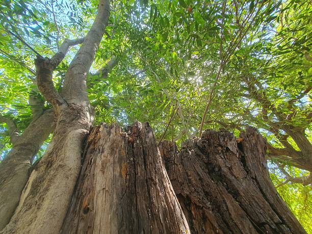 Bottom view of trees and sky