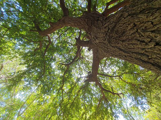 istock Big old tree of Tamarindus
indica imli 2212580643
