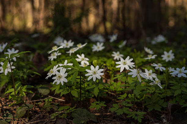 Close-up of moss covered tree trunk amidst white snowdrop flowerbed at forest during spring