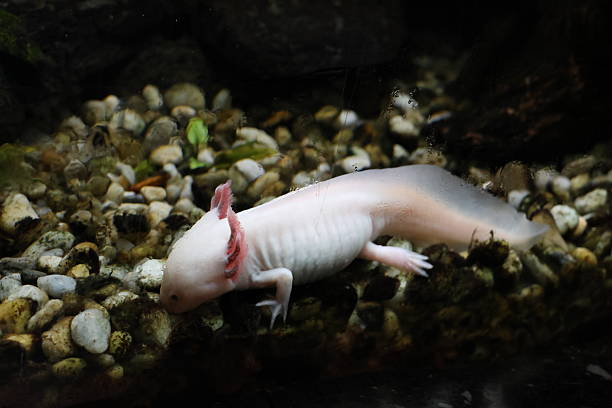 istock Fishes swimming in their tank 2212583614