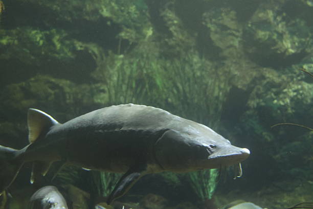 istock Fishes swimming in their tank 2212583617