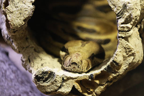 Man holding a pet ball python snake