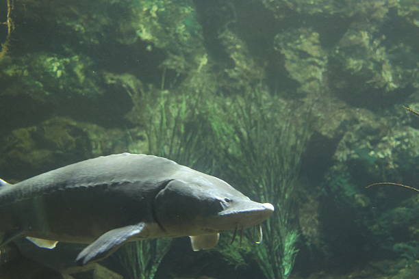 istock Fishes swimming in their tank 2212583655