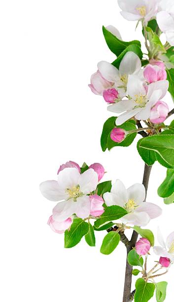 istock Pink and white apple tree flowers 2212585133