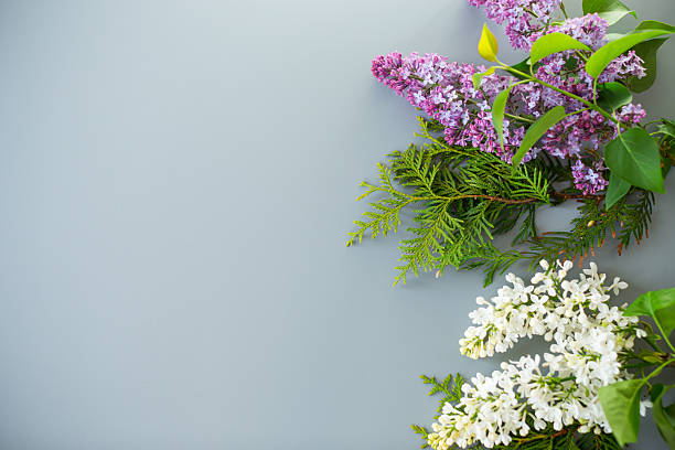 Delicate lilac branches isolated on a gray background.