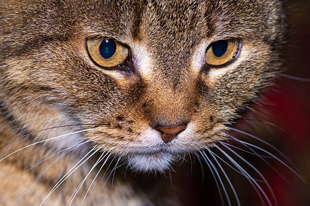 Curious female abyssinian cat peeping from behind pillow while sunbathing. Soft focus.