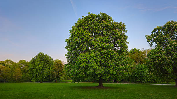 Blooming Horse Chestnut Tree in Spring at Sunset